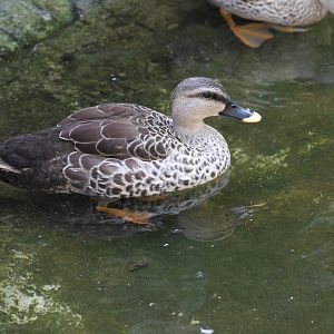 Spot-billed Duck