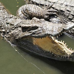 Crocodiles