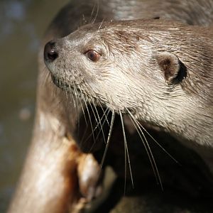 Smooth-coated Otter