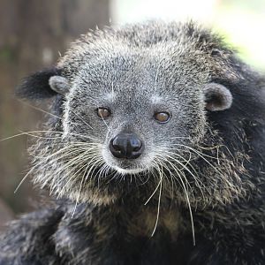 Binturong
