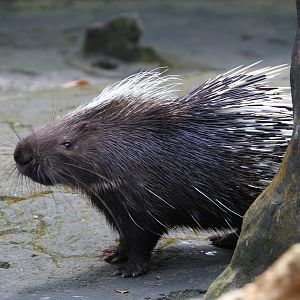 Porcupine
