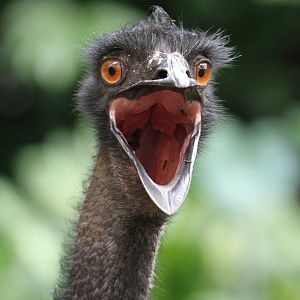 Emu