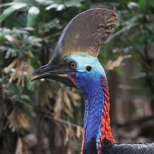 Cassowary