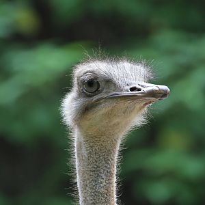 Ostrich