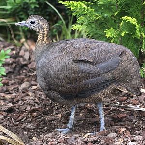 Solitary Tinamou (Tinamus solitarius)