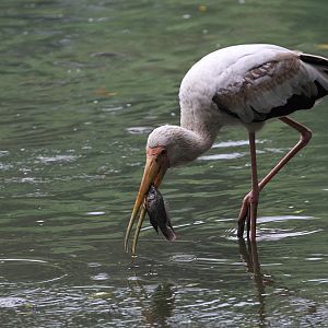 Milky Stork Fishing