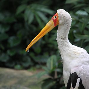 Yellow-billed Stork