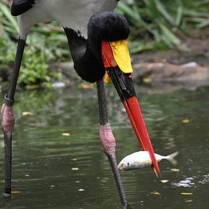 Saddle-billed Stork Fishing