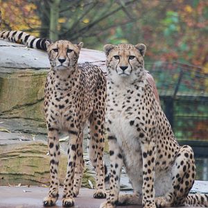 Cheetahs, 17/11/2012