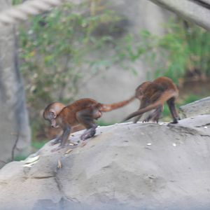 L'Hoest guenon young, 17/11/2012