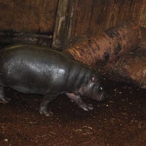 Pygmy hippopotamus young, 17/11/2012