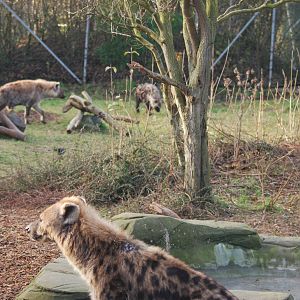 Spotted hyaena family, 18/12/2012