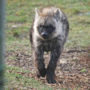 Spotted hyaena young, 18/12/2012