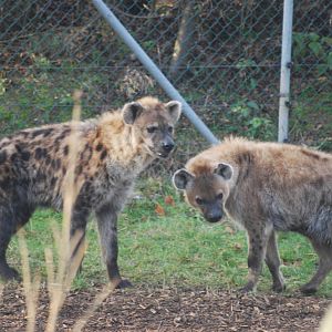 Spotted hyaenas, 18/12/2012