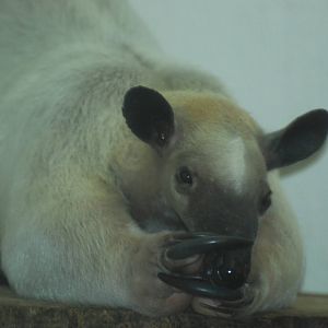 Southern tamandua, 18/12/2012