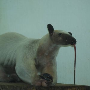 Southern tamandua's tongue, 18/12/2012