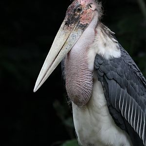 Marabou Stork
