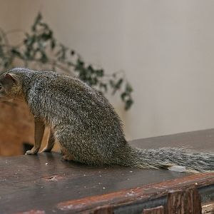 Narrow-striped Mongoose (Mungotictis decemlineata decemlineata)