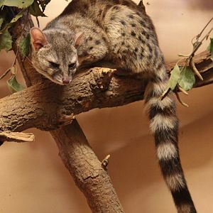 Hausa Genet (Genetta thierryi)