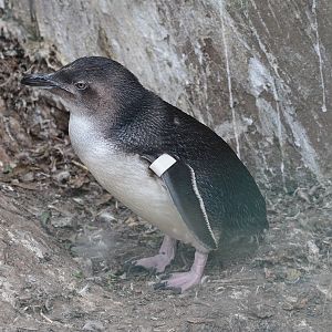 Little Penguin (Eudyptula minor novaehollandiae) July 2009