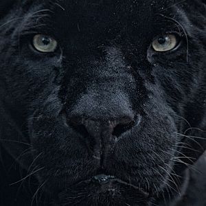 black jaguar face
