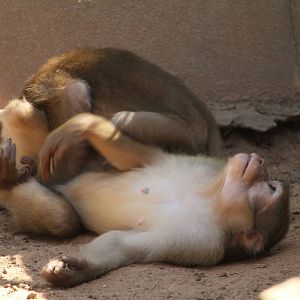 Macaques