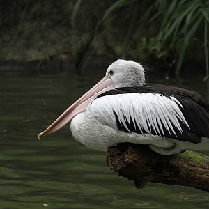 Australian Pelican