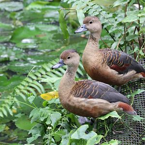 Javan Tree Ducks?