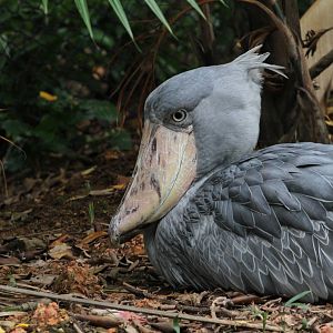 Got to be one of the worlds strangest looking birds