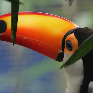 Toco Toucan