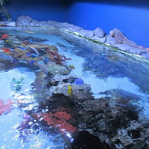 Tropical Fish Touch Tank