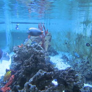 Tropical Fish Touch Tank