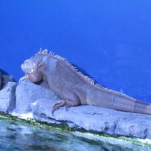 Free Roaming Green Iguana