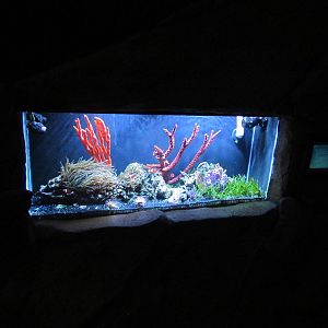 Jewel Tank
