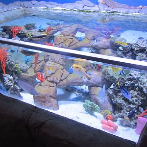 Tropical Fish Touch Tank