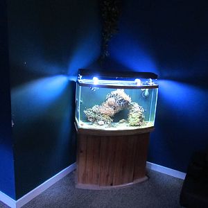 Free-standing Aquarium