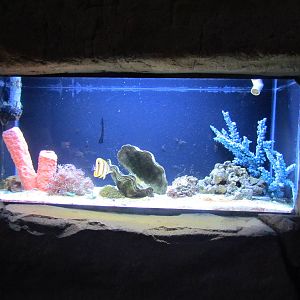 Jewel Tank