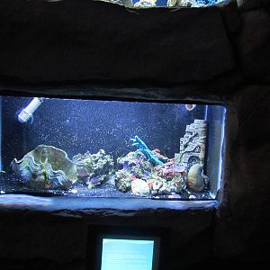 Jewel Tank