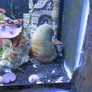 Chambered Nautilus