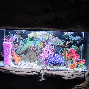Jewel Tank