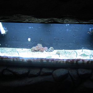 Jewel Tank