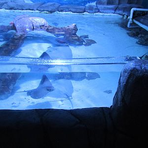 Shark and Ray Pool