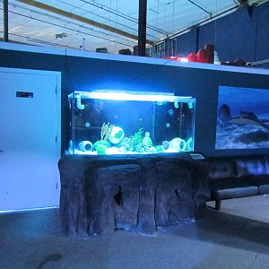 Moray Eel Tank