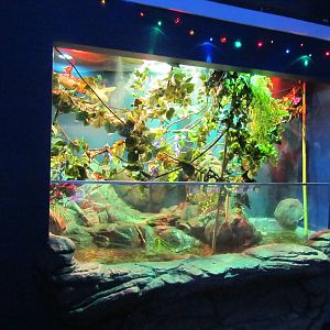 Mixed Freshwater Reptile Exhibit