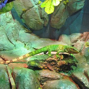Northern Caiman Lizard