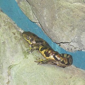 Tiger Salamander