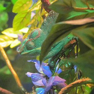 Panther Chameleon