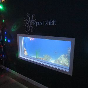 Pacific Giant Octopus Tank