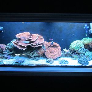 Jewel Tank