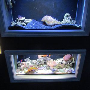 Jewel Tank